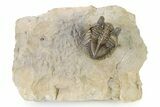 Amazing, Tower Eyed Erbenochile Trilobite - Morocco #316435-3